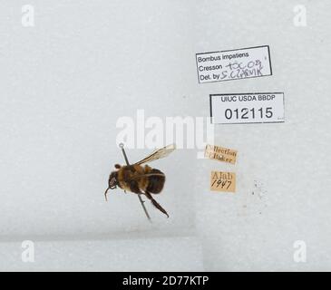 Alabama, Stati Uniti, Bombus (Pyrobombus) impaziens Cresson, 1863, Animalia, Arthropoda, Insecta, Hymenoptera, Apidi, Apiae Foto Stock