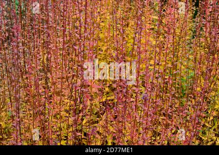 Lythrum virgatum Dropmore bacchetta viola dropmore losewlife in autunno Foto Stock
