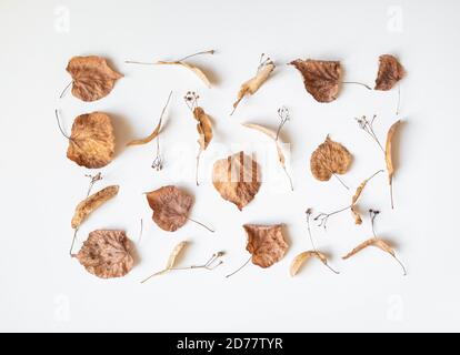 Composizione autunnale. Foglie di tiglio e fiori secchi su sfondo bianco. Concetto di autunno, autunno, giorno del Ringraziamento. Disposizione piatta, vista dall'alto, spazio per la copia Foto Stock