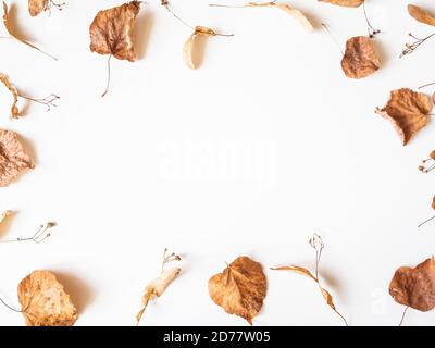 Composizione autunnale. Foglie di tiglio e fiori secchi su sfondo bianco. Concetto di autunno, autunno, giorno del Ringraziamento. Disposizione piatta, vista dall'alto, spazio per la copia Foto Stock