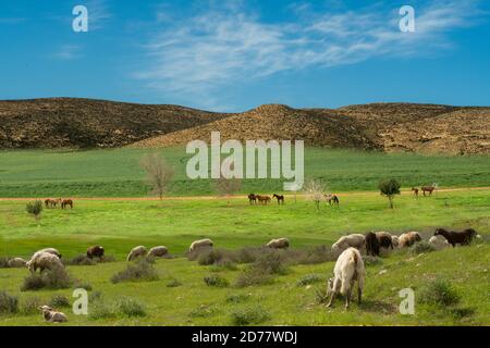 Agricoltura del deserto allevamento di capre e pecore fotografate nel deserto di Negev, Israele Foto Stock