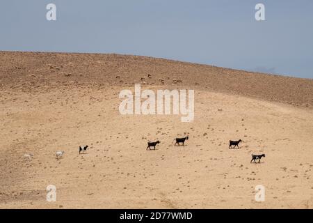 Agricoltura del deserto allevamento di capre e pecore fotografate nel deserto di Negev, Israele Foto Stock