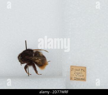 Fukui, Giappone, Bombus (Bombus) ignitus Smith, Animalia, Arthropoda, Insecta, Imenoptera, Apidi, Apiae Foto Stock