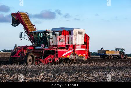 Luffness Mains Farm, East Lothian, Scozia, Regno Unito, 21 ottobre 2020. Ultimo raccolto di patate: Con 100mm di pioggia che cade recentemente, una vendemmiatrice semovente di patate è noleggiata a oltre £300 un'ora per far fronte a condizioni fangose. Il raccolto sarebbe normalmente completo entro il 15. Quest'ultimo campo sarà raccolto entro il venerdì con 10 ettari che producono 600 tonnellate di patate Maris Piper. Tuttavia, la spesa del noleggio supera il profitto e gran parte della domanda di patate si è asciugata durante il blocco con i punti di ristoro chiusi Foto Stock