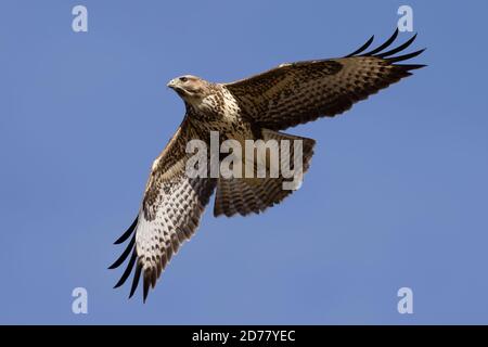 Buzzard comune (Buteo buteo) che vola nel cielo blu chiaro della Cornovaglia. Foto Stock