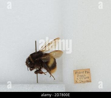 Fukui, Giappone, Bombus (Bombus) ignitus Smith, Animalia, Arthropoda, Insecta, Imenoptera, Apidi, Apiae Foto Stock