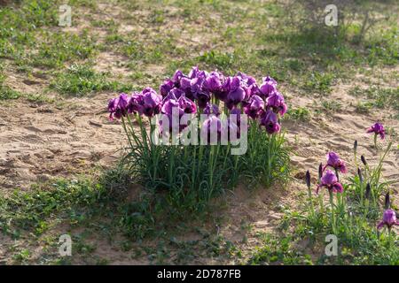 Iris atrofusca (Iris o Iris Gilead) è una specie del genere Iris, appartenente al sottogenere Iris e alla sezione Oncociclus. Lo è Foto Stock