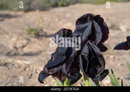 Iride costiera o iride nera (iride atropurpurea) Questo Iris è endemico per Israele Photogrpahed in Israele in Marzo Foto Stock