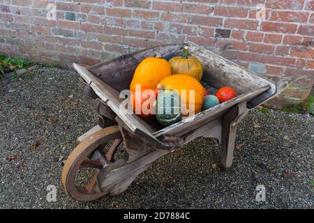 Affascinante Barrow vintage pieno di zucche. Verdure di zucca arancione e verde in un rustico vecchio carriola di legno all'esterno di fronte a un br rosso Foto Stock