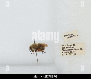 Big Meadows, Parco Nazionale di Shenandoah, Page, Virginia, Stati Uniti, Bombus (Pyrobombus) perplexus Cresson, 1863, Animalia, Arthropoda, Insecta, Hymenoptera, Apidi, Apiae Foto Stock