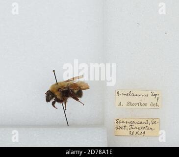 Provincia di Samarqand, Uzbekistan, Bombus (Subterraneobombus) melanurus Lepeletier, Animalia, Arthropoda, Insecta, Imenoptera, Apidi, Apide Foto Stock