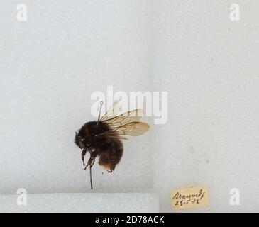 Bombus (Kallobombus) soroeensis (Fabricius), Animalia, Arthropoda, Insecta, Imenoptera, Apidi, Aminae Foto Stock