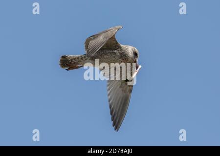 Gabbiano di aringa giovanile (Larus argentatus) catturato su un'esca da pesca di plastica con ganci spelati che sono stati gettati in mare da un pescatore. Foto Stock