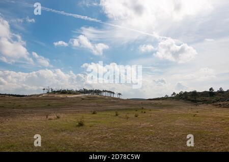 La zona delle dune chiamata 'choorlse duinen' nella zona delle dune della provincia dell'Olanda del Nord, Paesi Bassi Foto Stock