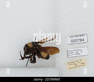 Huntsville, Monte sano state Park, Madison, Alabama, Stati Uniti, Bombus sp., Animalia, Arthropoda, Insecta, Hymenoptera, Apidae, Aspinae Foto Stock