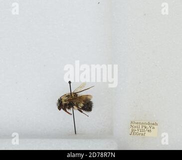 Shenandoah National Park, Page, Virginia, Stati Uniti, Bombus (Pyrobombus) vagans Smith, Animalia, Arthropoda, Insecta, Hymenoptera, Apidae Foto Stock