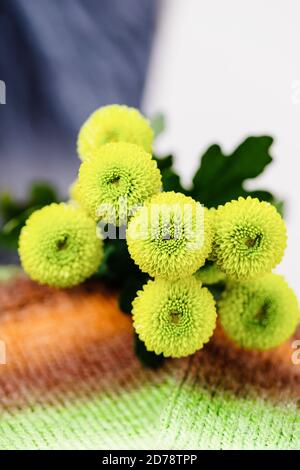 Autunno fiori crisantemi verde chiaro e sciarpa a maglia marrone verde su sfondo bianco nero Foto Stock