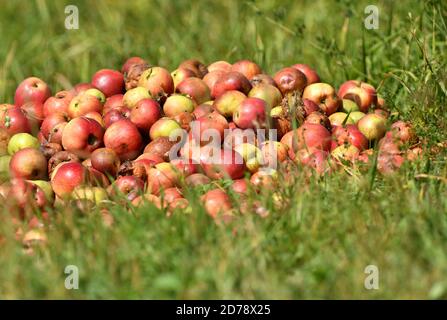 Mele marcio non idonee per il consumo destinate al compostaggio nel giardino Foto Stock