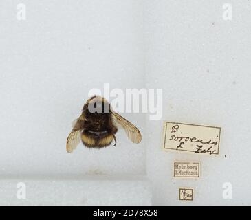 Hels: Bombus (Kallobombus) soroeensis (Fabricius), Animalia, Arthropoda, Insecta, Hymenoptera, Apidi, Apiae Foto Stock