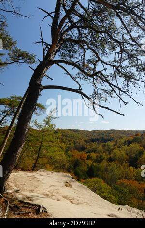 Vista autunnale lungo il sentiero del bordo superiore di Conkle's Hollow, Hocking Hills state Park, Logan, Ohio, USA. Foto Stock