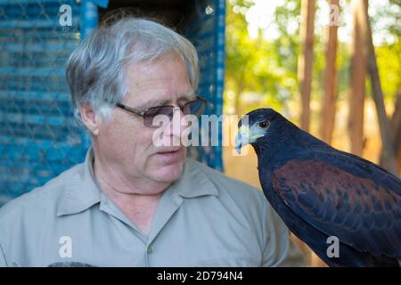 Hawk e Falconer di Harris Foto Stock