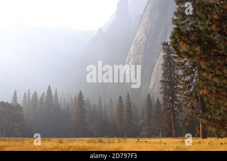 Un bel prato conduce a querce nere, cedri di incenso e pini ponderosa, con alte montagne sopra, avvolte nella nebbia durante la mattina presto. Foto Stock