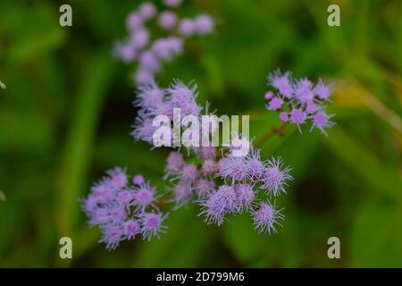 Blu mistflower che cresce in un campo Foto Stock