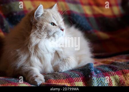 Gatto siberiano sul divano Foto Stock