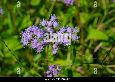 Blu mistflower che cresce in un campo Foto Stock