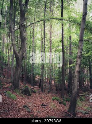 Alberi sotto il sole Foto Stock