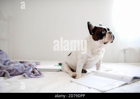 Cane con libro a casa. Animali domestici divertenti a letto. Foto Stock