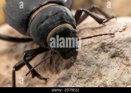 Il Beetle arabo delle Darling si trova in tutto il Medio Oriente Foto Stock