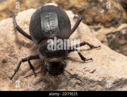 Il Beetle arabo delle Darling si trova in tutto il Medio Oriente Foto Stock