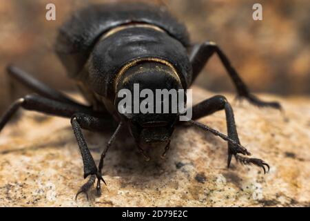 Il Beetle arabo delle Darling si trova in tutto il Medio Oriente Foto Stock