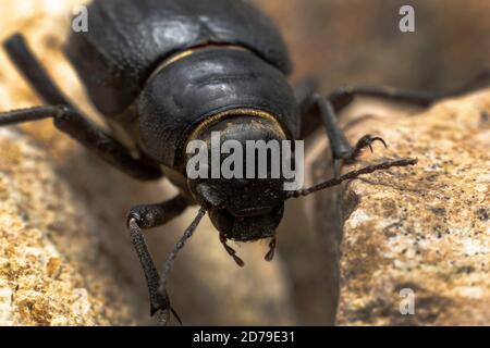 Il Beetle arabo delle Darling si trova in tutto il Medio Oriente Foto Stock