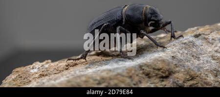 Il Beetle arabo delle Darling si trova in tutto il Medio Oriente Foto Stock