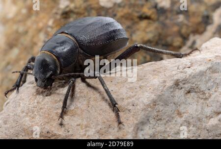 Il Beetle arabo delle Darling si trova in tutto il Medio Oriente Foto Stock