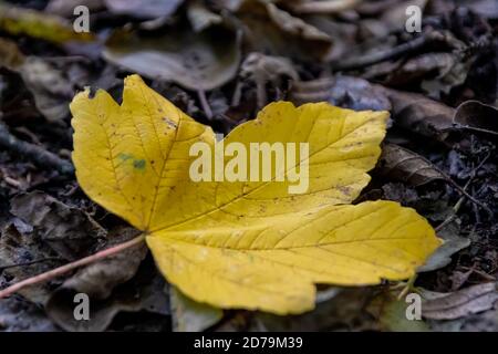 Foglia di acero giallo solitario a terra in estate indiana come fogliame colorato e umore autunnale mostra foglia vibrante con vene forti in ottobre d'oro Foto Stock