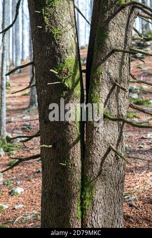 Doppio tronco di abete rosso nella foresta di Cansiglio. Stagione autunnale. Pavia, Lombardia, Italia, Europa. Foto Stock