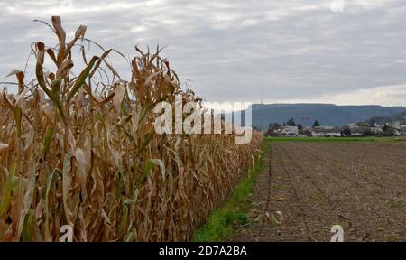 Un campo di mais in autunno diviso in due parti da un piccolo percorso erboso. Una parte è il campo di stoppie e sull'altra parte sono le piante lasciate dietro non raccolto. Foto Stock