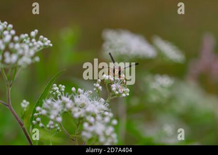 Carta Wasp arrampicata su Snakeroot Foto Stock