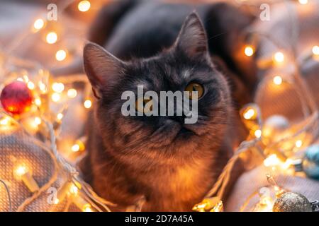 Scozzese gatto nero diritto con una ghirlanda di Natale. Foto Stock