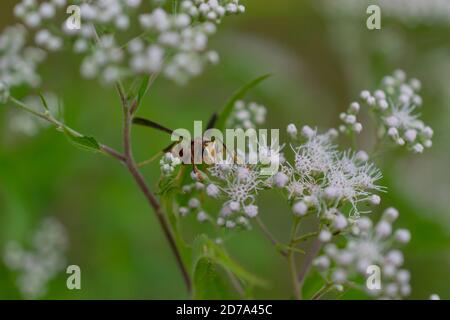 Carta Wasp arrampicata su Snakeroot Foto Stock