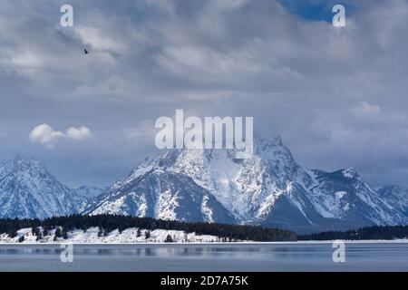 Un'aquila calva che vola sopra il lago Jackosn e il monte Moran all'inizio della stagione invernale. Grand Teton National Park, Wyoming Foto Stock