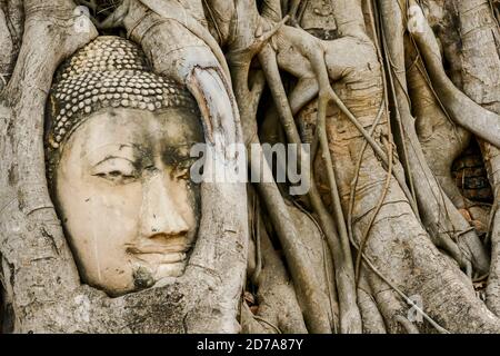 Bellissima foto di Ayutthaya testa del Budda tempio rovine presi in Thailandia Foto Stock