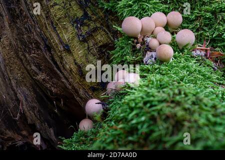 Apioperdon piriforme comunemente noto come la palla di puffball a forma di pera o puffball di moncone, è un fungo saprobico presente in gran parte del mondo Foto Stock