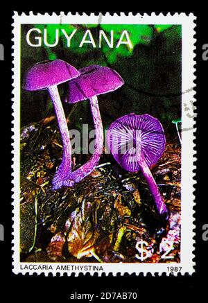 MOSCA, RUSSIA - 26 NOVEMBRE 2017: Un francobollo stampato in Guyana mostra Laccaria amethystina, serie, circa 1988 Foto Stock