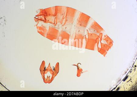 Pinned, San Giovanni, fiume Maroni, Guiana francese, Stenoma apicalis Busck, 1911, Animalia, Arthropoda, Insecta, Lepidoptera, Glossata, Depressariidae, Stenomatinae Foto Stock