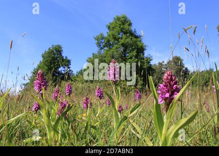 un gruppo di belle orchidee paludose viola in una prateria bagnata con alberi e un cielo blu sullo sfondo a. una calda giornata di sole in primavera in olanda Foto Stock