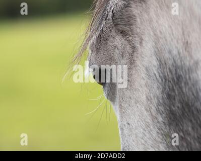 Primo piano di un occhio e di una testa di un grigio vista sul lato del cavallo Foto Stock